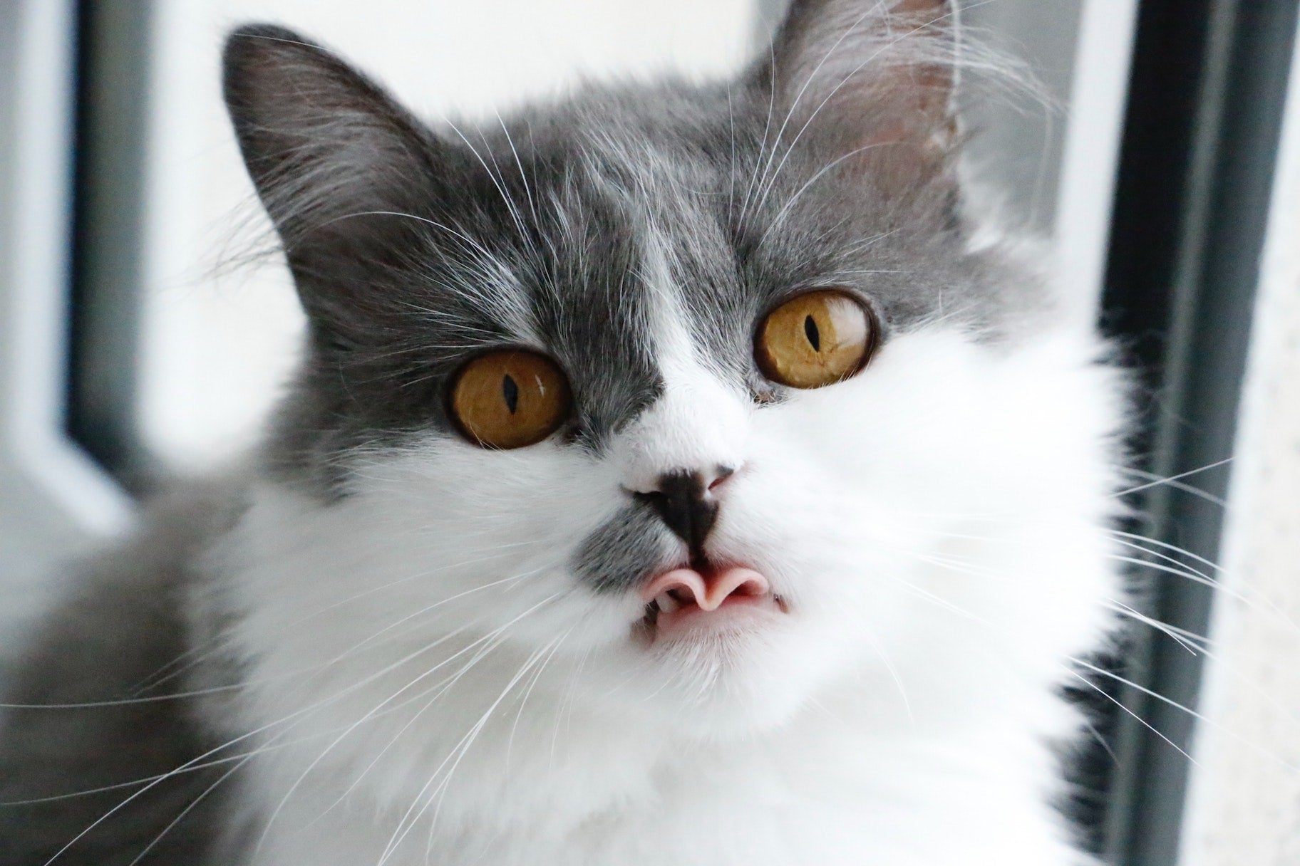 10 interessante Fakten über Katzen