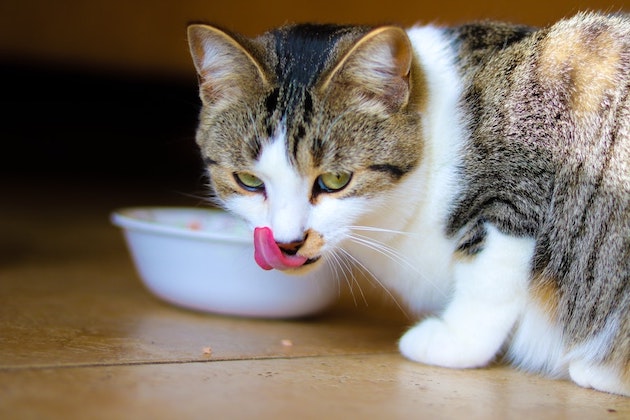 4 Tipps wie du deiner Diabetikerkatze den Alltag erleichterst