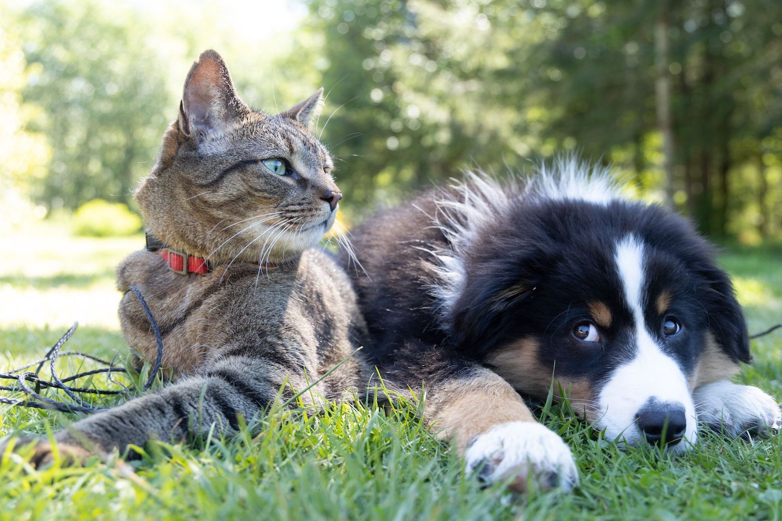 10 Guinness-Weltrekorde, die von Katzen und Hunden aufgestellt wurden