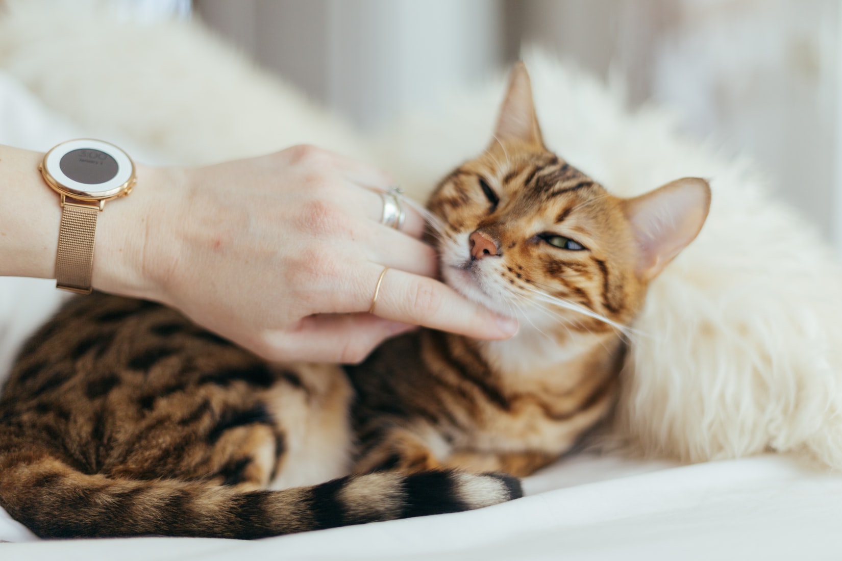 Der Guide für Katzen Krankenversicherungen