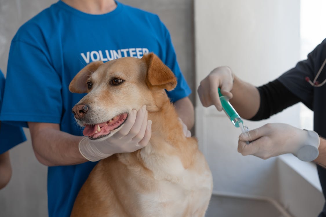 Warum Impfungen für Hunde und Katzen wichtig sind