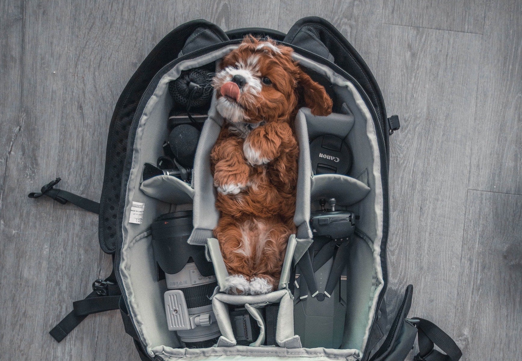 Wie du längere Reisen mit deinem Haustier unternehmen kannst