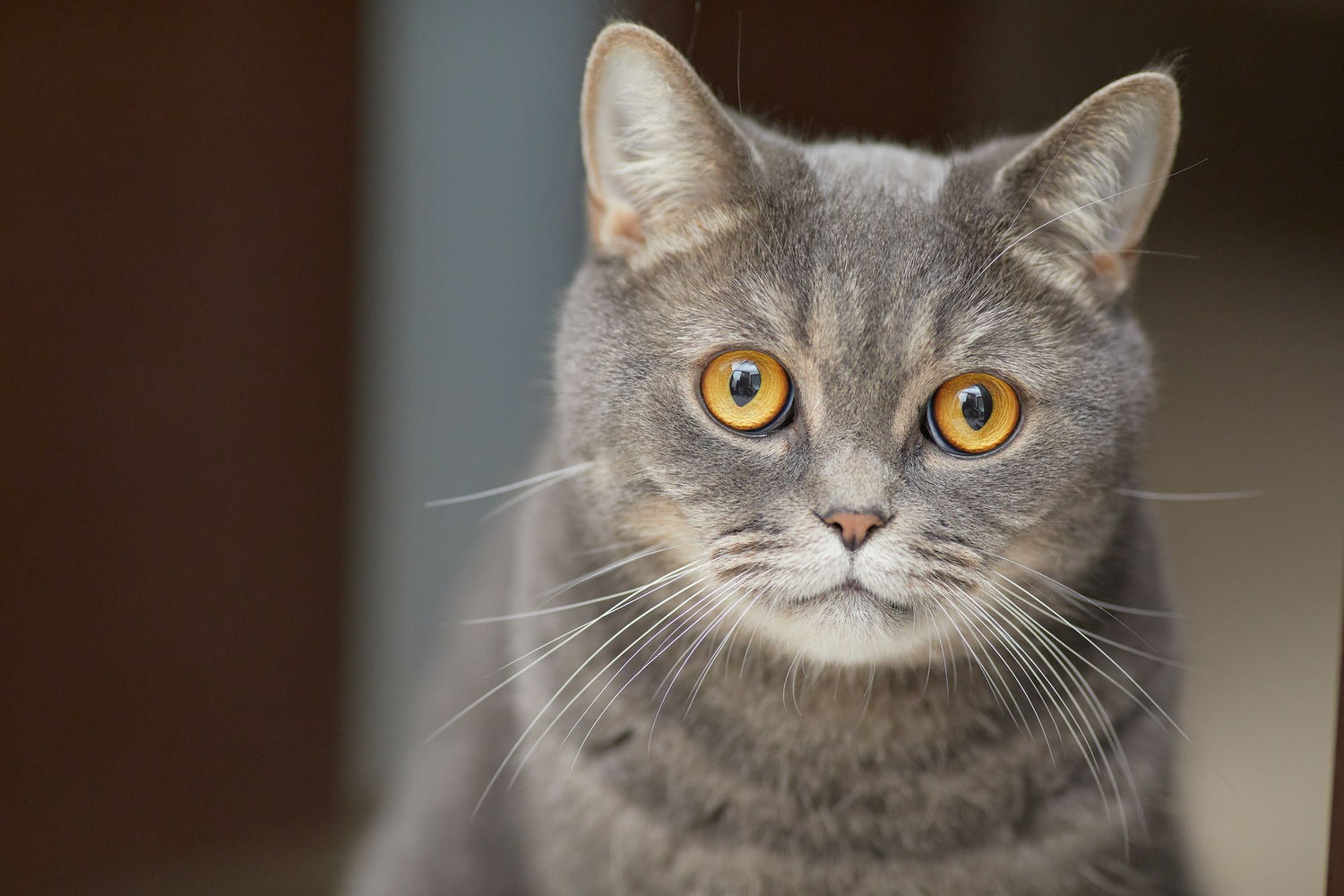 So deutest du die Körpersprache deiner Katze