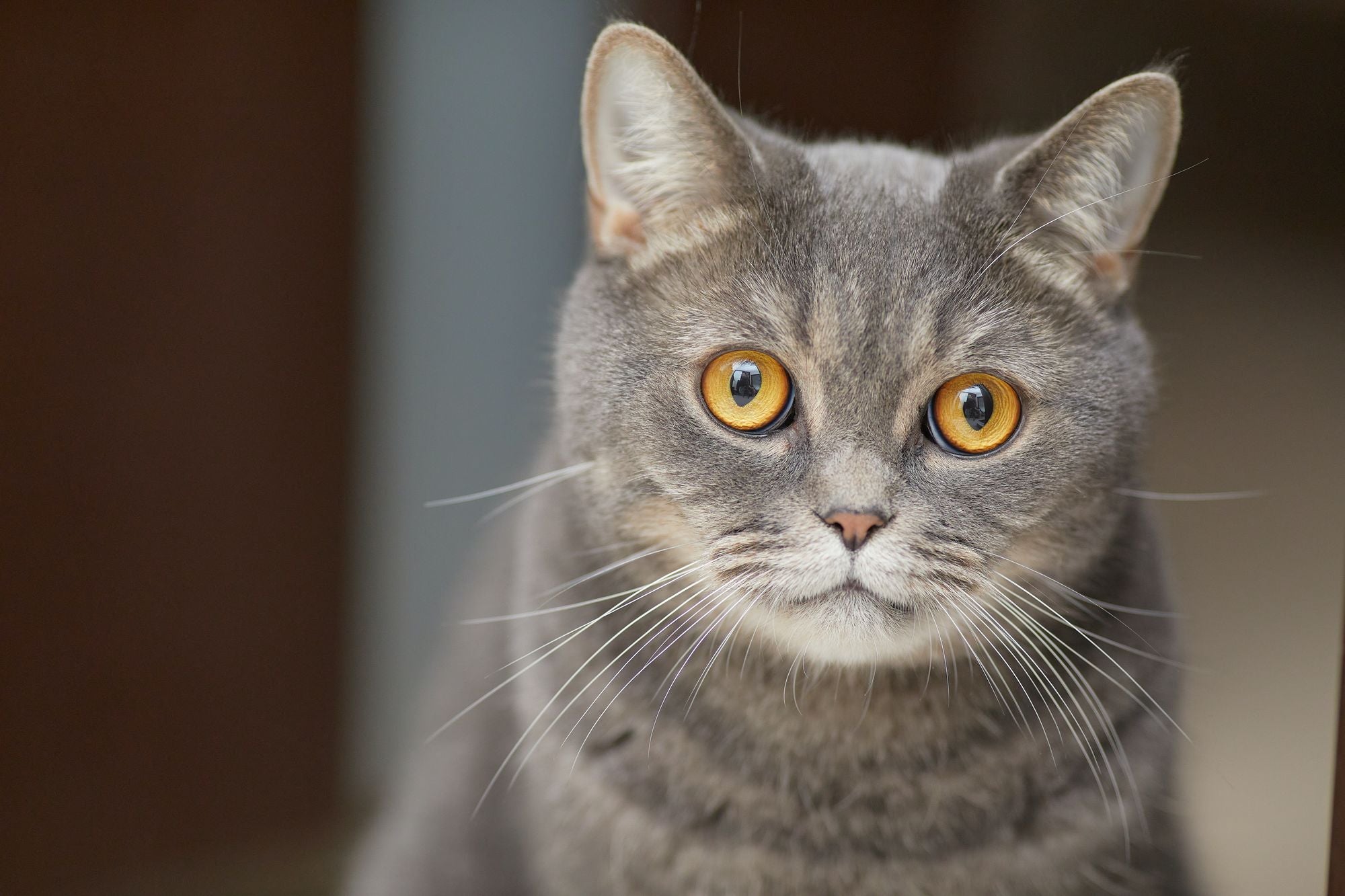 So deutest du die Körpersprache deiner Katze