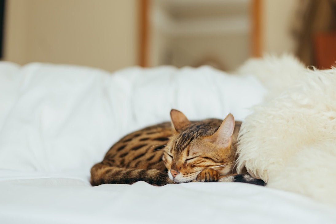Was sind die häufigsten Katzenkrankheiten?